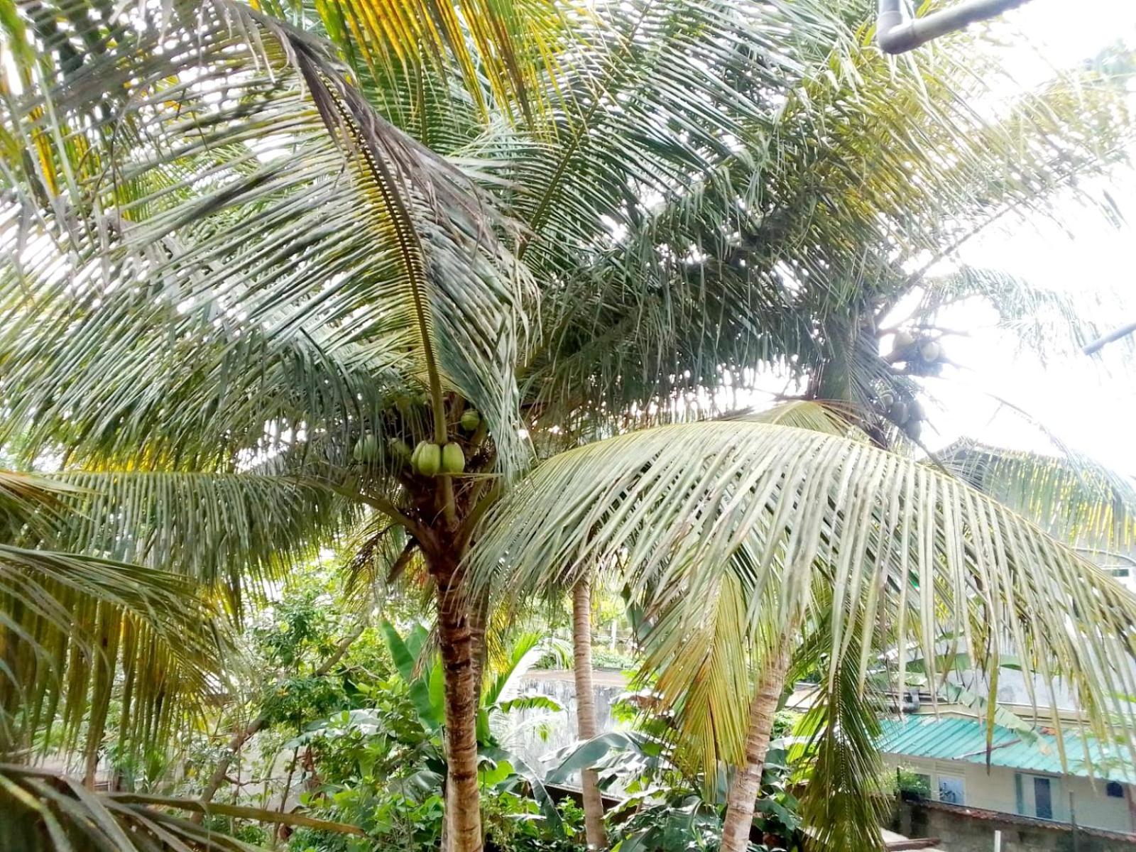 Nisadi Villa ベントータ エクステリア 写真