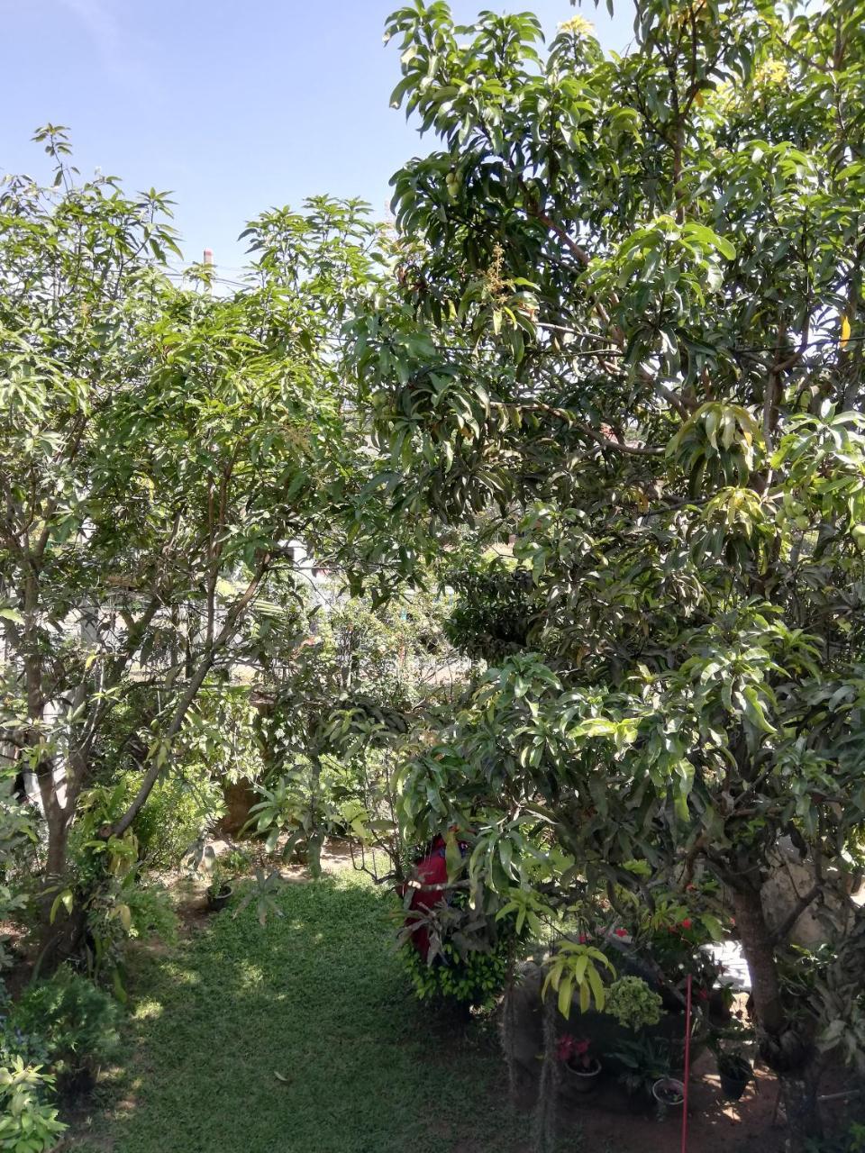 Nisadi Villa ベントータ エクステリア 写真